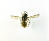 Click for more details.